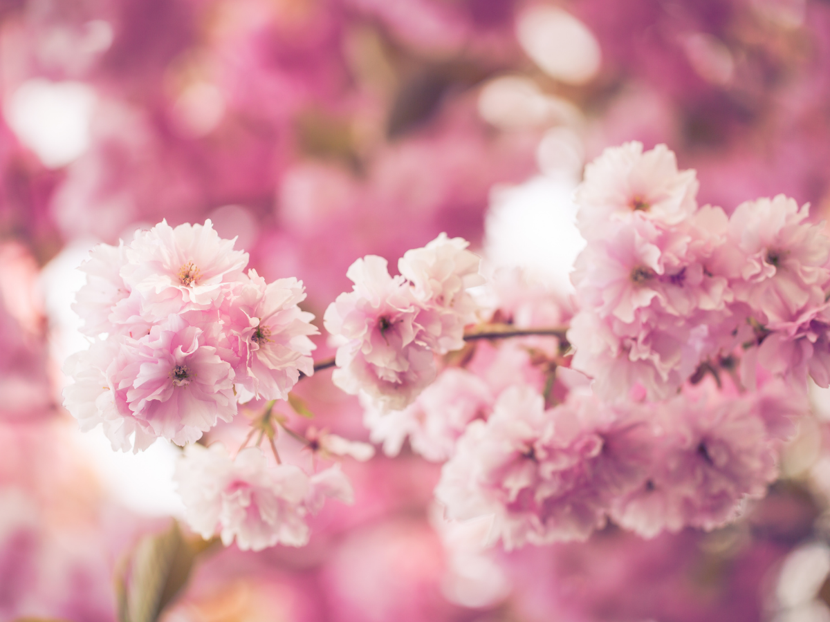 桜の花ことば