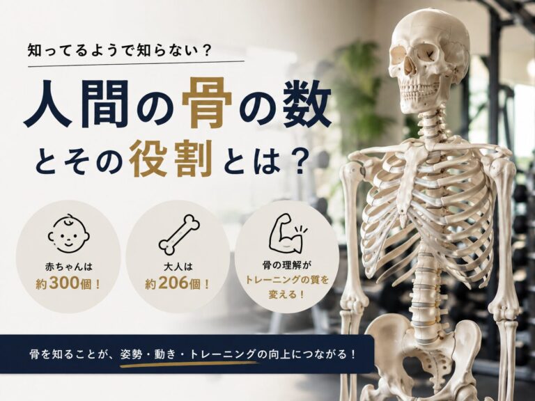 人間の骨の数とその役割とは？